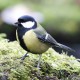 Peut-on nourrir les oiseaux toute l'année, et ce même en été ?